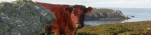 La Vache Armoricaine